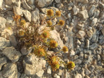 Grupo Mineralógico de Alicante. Sierra de los Tajos. San Vicente del Raspeig. Alicante.   