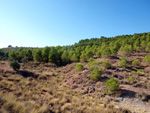 Grupo Mineralógico de Alicante. Afloramiento de Aragonitos. Casas de Ves. Albacete   