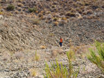 Grupo Mineralógico de Alicante. Cabezo Negro. Zeneta. Murcia  