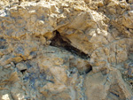 Grupo Mineralógico de Alicante.Cabezo Negro. Zeneta. Murcia  