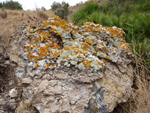 Grupo Mineralógico de Alicante. Cabezo Negro. Zeneta. Murcia 