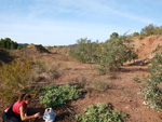 Grupo Mineralógico de Alicante. Afloramiento del Keuper, Chella. Comarca Canal de Navarrés, València