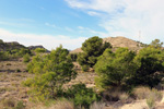 Grupo Mineralógico de Alicante. Pla de Xirau. San Vicente del Raspeig. ALicante   