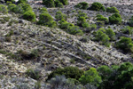 Grupo Mineralógico de Alicante.  Pla de Xirau. San Vicente del Raspeig. ALicante    
