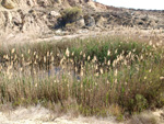 Grupo Mineralógico de Alicante. Lagunas de Rabasa. Alicante   