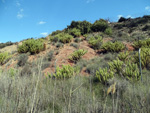 Grupo Mineralógico de Alicante. Loma Badá. Petrer. Alicante   