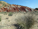 Grupo Mineralógico de Alicante. Loma Badá. Petrer. Alicante   