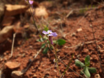 Grupo Mineralógico de Alicante. Loma Badá. Petrer. Alicante  