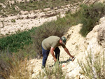 Grupo Mineralógico de Alicante. Barranco del Mulo. Ulea. Murcia