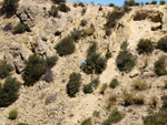 Grupo Mineralógico de Alicante. Barranco del Mulo. Ulea. Murcia