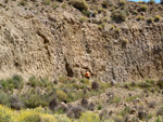 Grupo Mineralógico de Alicante. Cabezo Negro. Zeneta. Murcia