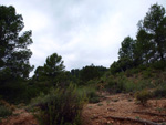 Grupo Mineralógico de Alicante. Barranco de la Escarabehuela y Retamal. Enguidanos / La Pesquera. Cuenca
