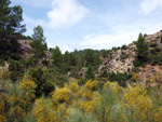 Grupo Mineralógico de Alicante. Barranco de la Escarabehuela y Retamal. Enguidanos / La Pesquera. Cuenca