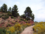 Grupo Mineralógico de Alicante. Barranco de la Escarabehuela y Retamal. Enguidanos / La Pesquera. Cuenca