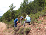 Grupo Mineralógico de Alicante. Barranco de la Escarabehuela y Retamal. Enguidanos / La Pesquera. Cuenca 