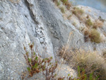 Grupo Mineralógico de Alicante. Canteras de arcilla situadas en la Zona del Pla, junto a la siera de los Tajos. Agost. Alicante