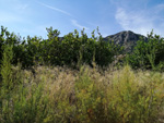 Grupo Mineralógico de Alicante. Valle de Ricote. Murcia