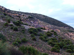 Grupo Mineralógico de Alicante. Concesión Despreciada. Vista Alegre. Cartagena. Murcia

