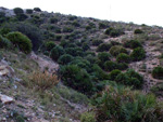 Grupo Mineralógico de Alicante. Concesión Despreciada. Vista Alegre. Cartagena. Murcia

