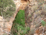 Grupo Mineralógico de Alicante.  Minería de Hierro. Cabezo Gordo de Torrepacheco. Torrepacheco. Murcia    