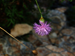 Grupo Mineralógico de Alicante.Sierra de Hurchillo. Orihuela. Alicante