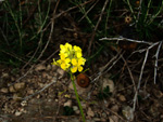 Grupo Mineralógico de Alicante.Sierra de Hurchillo. Orihuela. Alicante