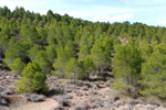 Grupo Mineralógico de Alicante.Afloramiento de Aragonito. Casas de Ves. Albacete. Alicante