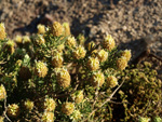 Grupo Mineralógico de Alicante. Explotaciones de yesos. Loma de las Indias. La Alcoraia. Alicante