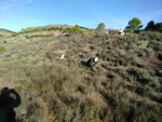 Grupo Mineralógico de Alicante. Afloramiento del Keuper. Casas de Ves, Comarca La Manchuela, Albacete