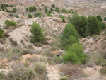 Grupo Mineralógico de Alicante. Inmediaciones camino del Acebuche. La Alcoraia. Alicantee