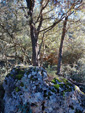 Grupo Mineralógico de Alicante. Barranco del Tormagal, La Pesquera, Cuenca