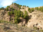 Grupo Mineralógico de Alicante. Paraje Barranco de Ojos. Aspe.  Alicante