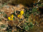 Grupo Mineralógico de Alicante. Paraje Barranco de Ojos. Aspe.  Alicante