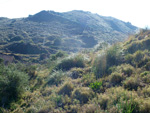 Grupo Mineralógico de Alicante. Paraje Barranco de Ojos. Aspe.  Alicante