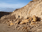 Grupo Mineralógico de Alicante.  Cantera de Áridos de Holcin, Busot. Alicante 