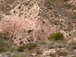 Grupo Mineralógico de Alicante. Afloramiento de Magnesitas. Camino de la Salmuera - Albatera - Hondón de los Frailes - Vega Baja - Alicante