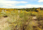 Cerro de la Oliva. Arroyo de los Migueles, Rivas Vaciamadrid Madrid 