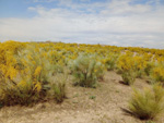 Cerro de la Oliva. Arroyo de los Migueles, Rivas Vaciamadrid Madrid 