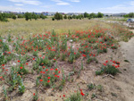 Cerro de la Oliva. Arroyo de los Migueles, Rivas Vaciamadrid Madrid 