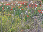 Cerro de la Oliva. Arroyo de los Migueles, Rivas Vaciamadrid Madrid 