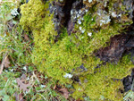 Puerto del Cardoso,Montejo de la sierra, Sierra del Rincón, Madrid