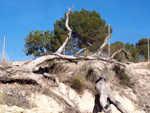   Afloramiento de marcasitas, Rambla en finca La Canyaeta Blanca, Agost, Alicante