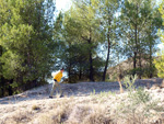    Afloramiento de marcasitas, Rambla en finca La Canyaeta Blanca, Agost, Alicante