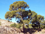    Afloramiento de marcasitas, Rambla en finca La Canyaeta Blanca, Agost, Alicante