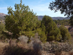    Afloramiento de marcasitas, Rambla en finca La Canyaeta Blanca, Agost, Alicante