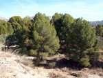    Afloramiento de marcasitas, Rambla en finca La Canyaeta Blanca, Agost, Alicante