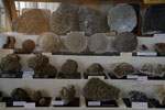 lGMA. Museo di Mineralogia Luigi Bombicci  en Boloniaeria