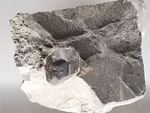 Grupo Mineralógico de Alicante.  Museo de Ciencias Naturales de Álava