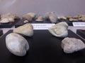 GMA. Museo de fósiles de Tejada en Burgos