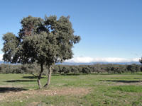 Mina San Rafael, Cardeña, Comarca Los Pedroches. Córdoba